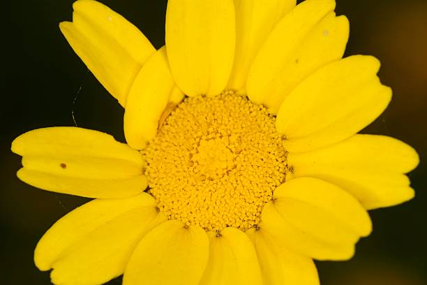 Coleostephus mykonis flower