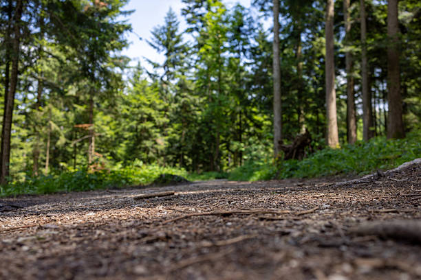 istock Low Angle View of Forest Trail Surrounded by Tall Green Trees 2210432333