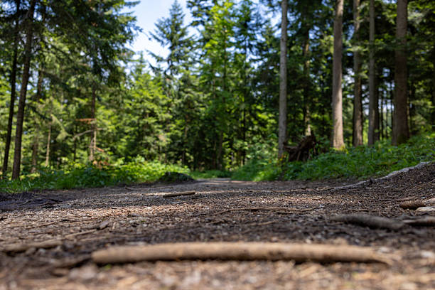 istock Low-Angle View of Peaceful Forest Path Surrounded by Tall Trees 2210432336