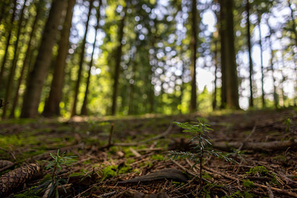 Low-angle shot of a tiny pine sapling emerging from a mossy forest floor, surrounded by tall trees and dappled sunlight. A powerful symbol of growth, regeneration, and the cycle of life in nature.