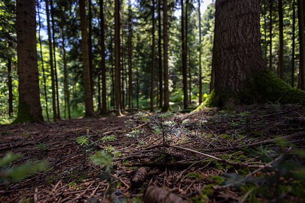istock Young Sapling Growing on Forest Floor with Tall Trees in Background 2210432451