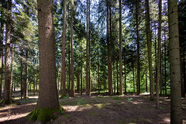 Daylight filters through a dense pine forest, casting soft shadows on the open forest floor. The tall, straight trunks and natural light create a peaceful woodland scene, ideal for themes of calm, nature, exploration, and environmental beauty.