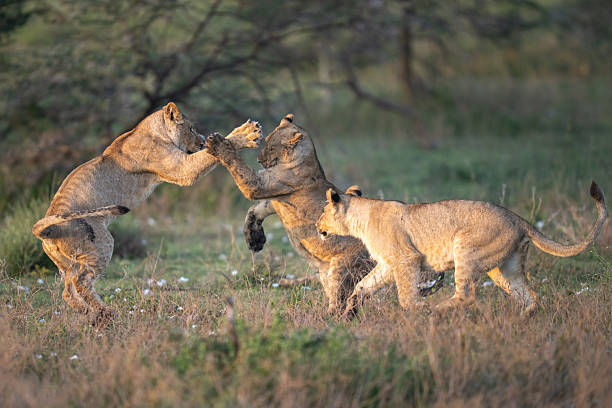istock Muddy lion cubs playing at sunrise 2210434885