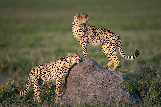Two cheetahs on a rock at sunset while hunting in Africa