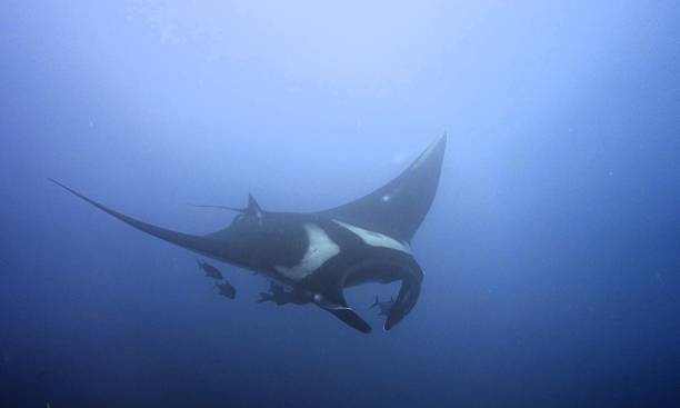 istock Giant Manta Ray in Socorro 2210435082