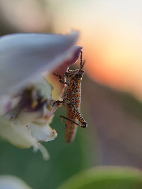 istock baby grasshopper, young grasshopper (nymph) 2210435085