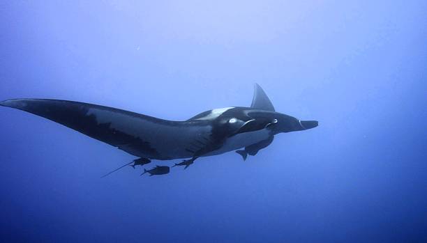 istock Giant Manta Ray in Socorro 2210435088