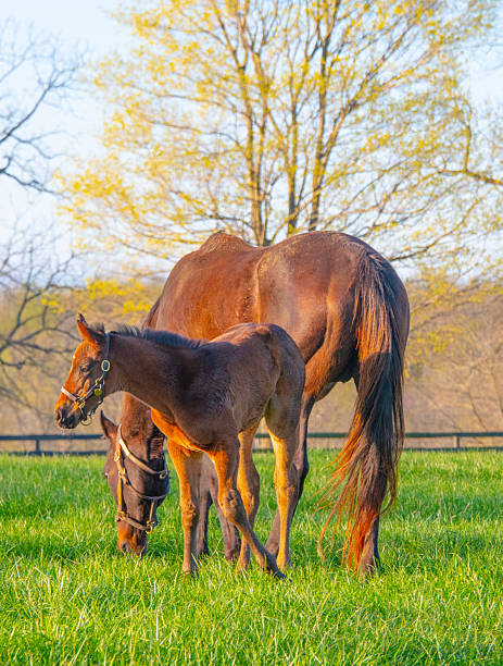 istock Colt with Mother- Lexington, Kentucky 2210437604