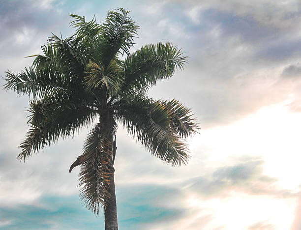 Group of waving palm trees in windy tropical storm over sunset sky in Florida