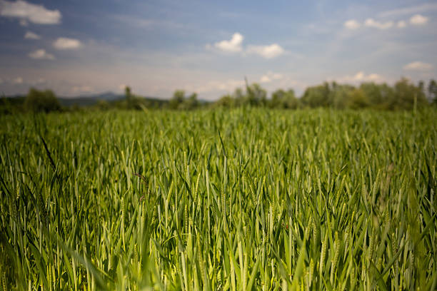 Expansive view of a vibrant green wheat field bathed in warm sunlight, with a soft-focus tree line and mountains in the distance under a clear sky. A symbol of agricultural abundance, natural beauty, and the promise of harvest.
