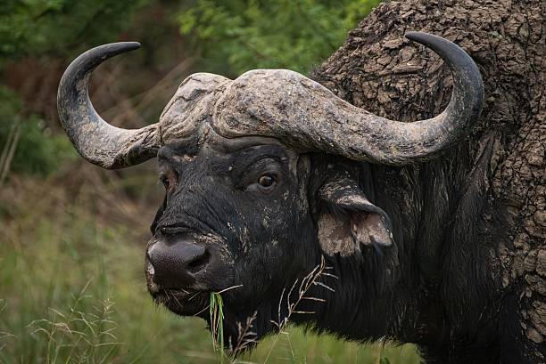 istock Cape Buffalo Close-Up with Muddy Coat 2210445076