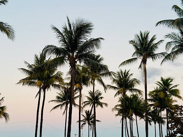 istock Miami sunrise and palm trees 2210446516