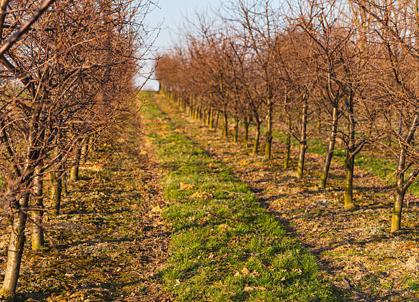 istock Apple orchard during a sunny day in early spring with buds emerging 2210448121