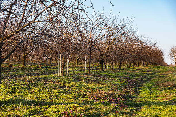 istock Apple orchard during a sunny day in early spring with buds emerging 2210448163