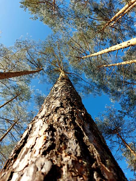 Pine Tree Canopy. The image captures a low-angle view of a dense pine forest, showcasing the towering trunks and branches reaching towards a clear blue sky.
