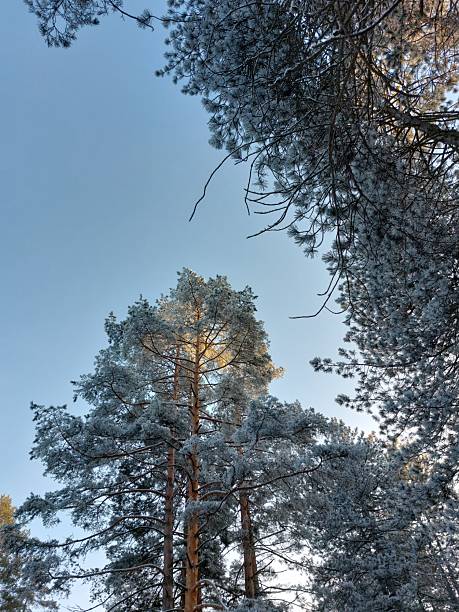 istock Pine Tree Canopy. The image captures a low-angle view of a dense pine forest, showcasing the towering trunks and branches reaching towards a clear blue sky. 2210452493