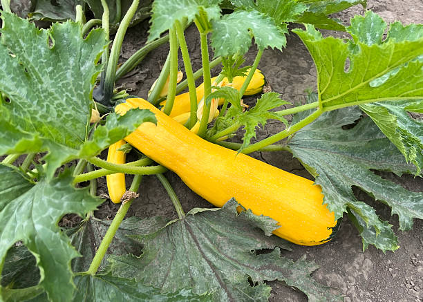 istock Yellow zucchini growing in a garden 2210454974