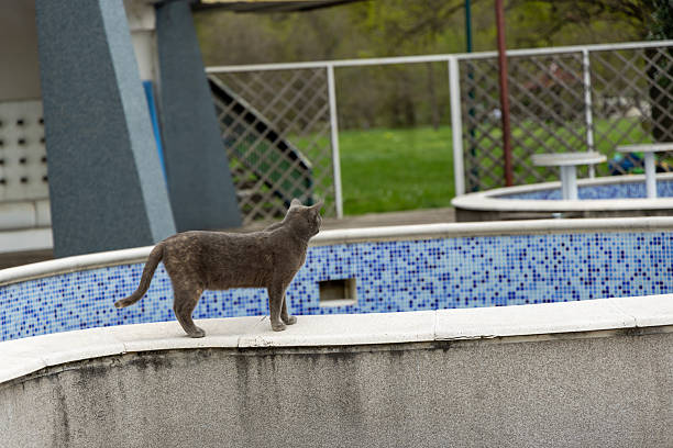 istock Gray cat walking along the edge of an empty tiled pool 2210457045