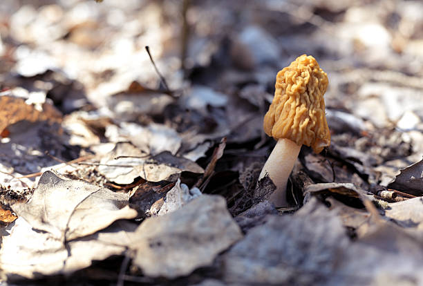 Close-up of a yellow morel mushroom (Morchella esculenta), also known as common morel, emerging from the forest floor among dry fallen leaves. Photographed in natural spring light, this edible wild mushroom is prized by foragers for its distinctive honeycomb cap and rich flavor. A symbol of spring for mushroom hunters, Morchella esculenta is found in woodlands across North America and Europe.