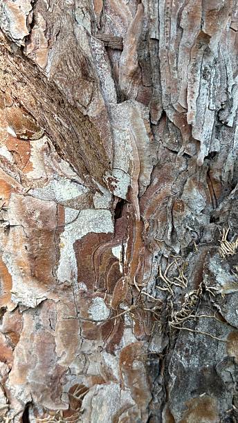 istock The bark of an old tree. 2210457598