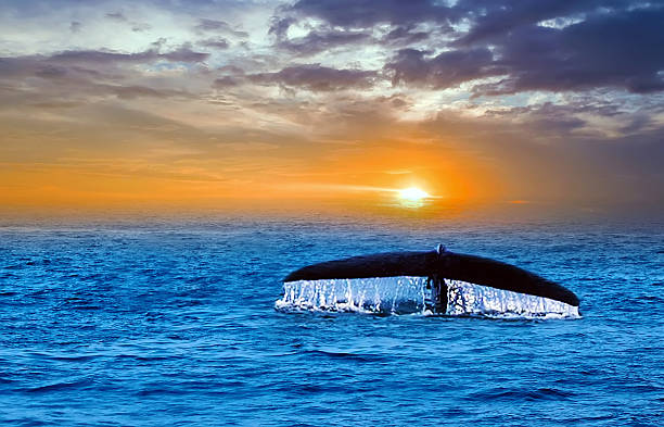 istock Tail Waterfall Humpback Whale Fluke taken in the Atlantic Ocean 2210459177