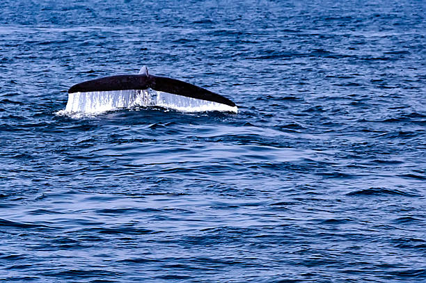 istock Seascape with Whale tail. The humpback whale 2210459822