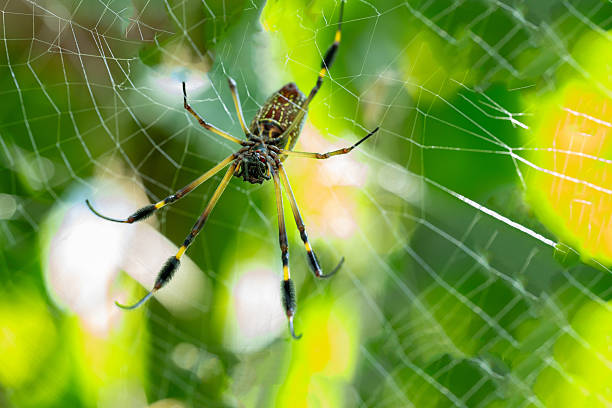 istock Golden silk orb-weaver spider on its web in tropical forest (Nephila clavipes),Trichonephila clavipes 2210462880