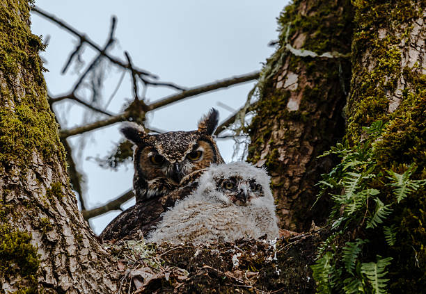 istock Great Horned Owl and Young 2210465431