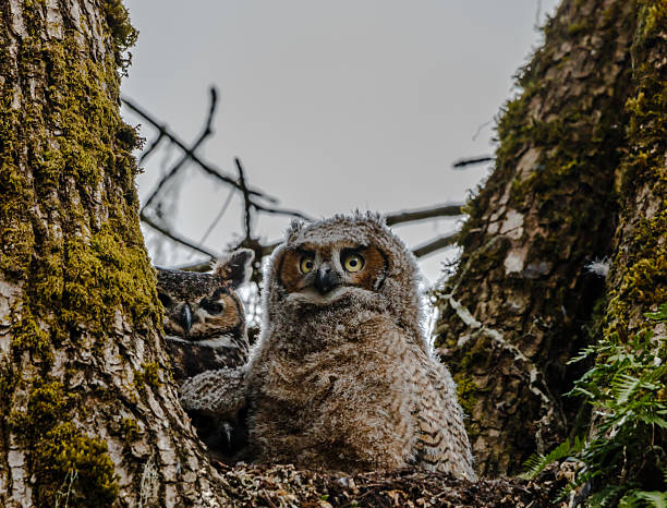 istock Young Great Horned Owl in Nest 2210465462
