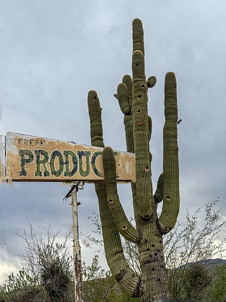 istock Is a Saguaro considered produce? 2210466848