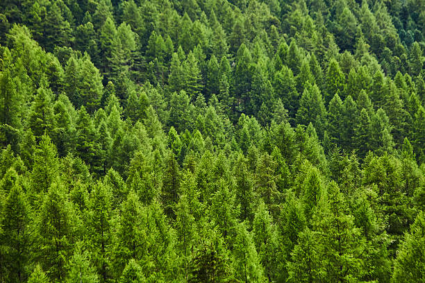istock Lush Green Forest With Dense Pine Trees Overlapping in Beautiful Harmony 2210471062