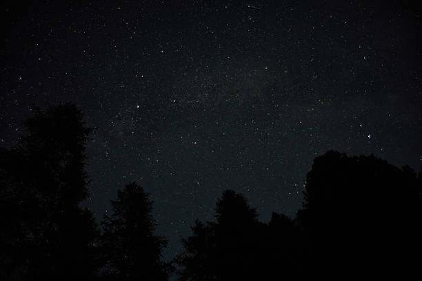 Beautiful starry night sky with a silhouette of trees in the foreground, highlighting the vast expanse of the universe.