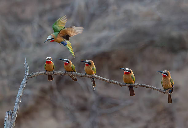 istock Graceful Landing – White-Fronted Bee-Eaters in Flight, Kenya, Africa 2210472607