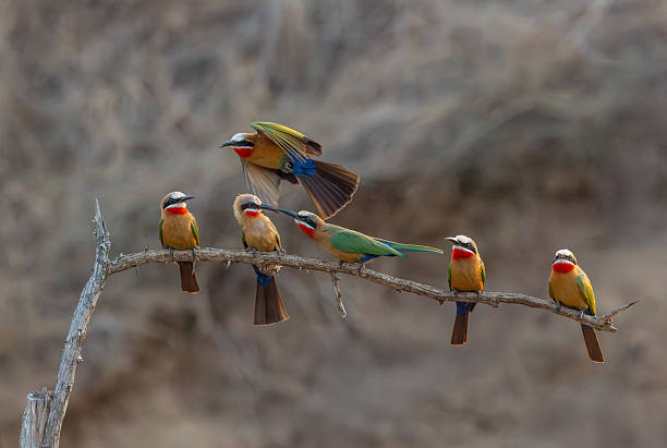 istock Courtship Offering Among White-Fronted Bee-Eaters, Kenya, Africa 2210472610