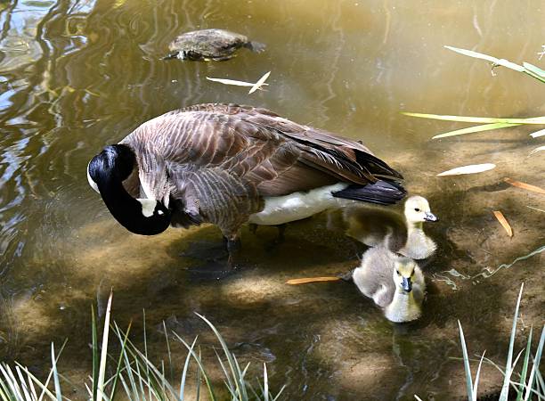 istock Mother goose, goslings, turtle 2210473187