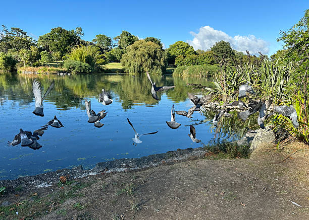 istock Pigeons and one seagull taking to flight 2210473508