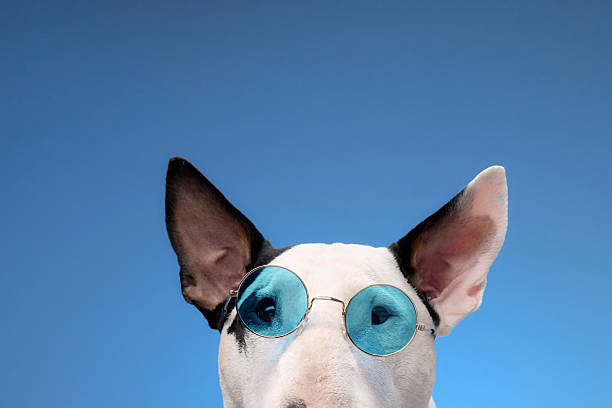 istock Bull Terrier with round blue sunglasses 2210476407
