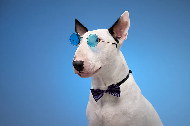 istock Playful Bull Terrier in bow tie and sunglasses 2210476431