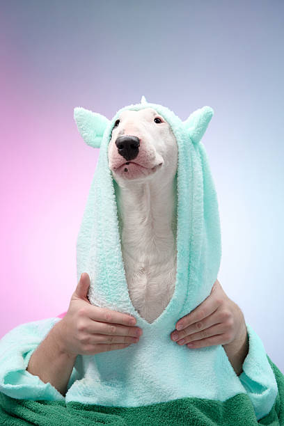 Bull Terrier with spa-themed robe and towel