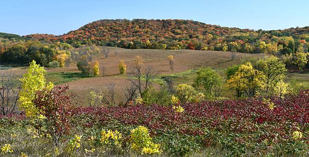Autumn wood landscape