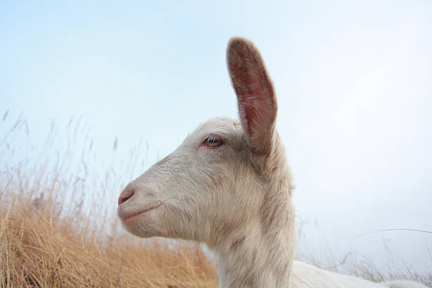 white young goat on a walk grazing in a field