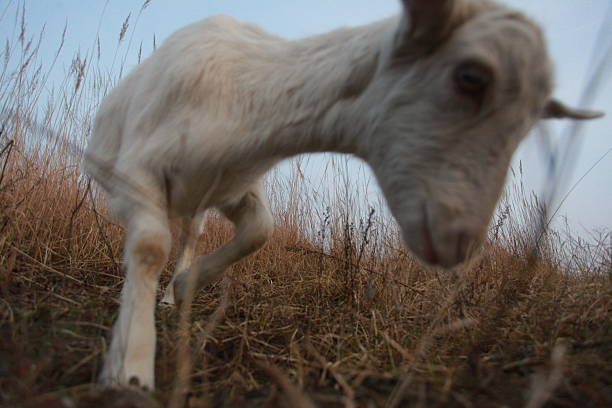 Low angle of a white goat looking confused with tall gum trees