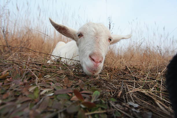 Two goats enjoy the sun in front of the stable