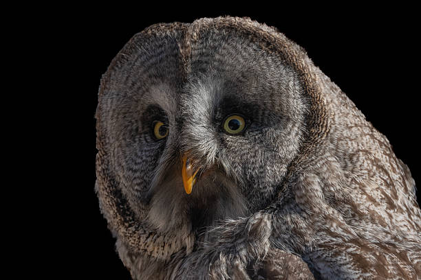 Great Grey Owl (Strix nebulosa) portrait. Captive raptor show. Kintzheim, Bas rhin, Alsace, France, Europe.