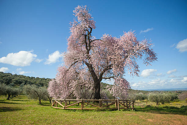 Almendro Real, famous almond tree in bloom at Valverde de Leganes, Badajoz, Spain