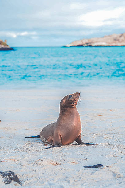 istock The enchanted islands and their unique animals 2210487077