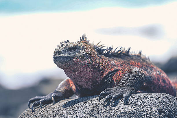istock The enchanted islands and their unique animals 2210487126