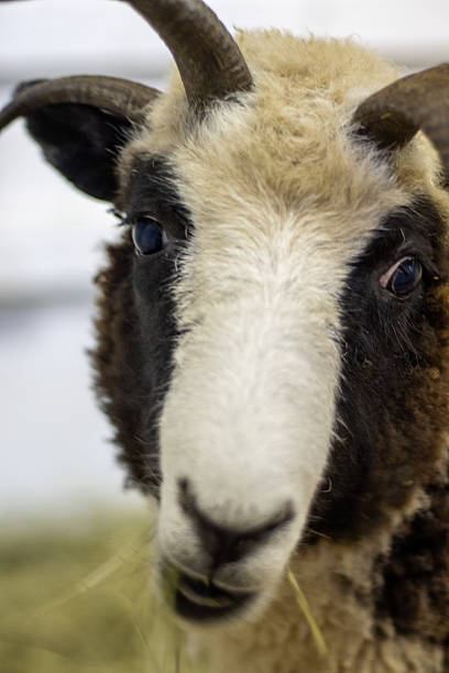 istock Close-up of black and white ram with 4 horns 2210487790