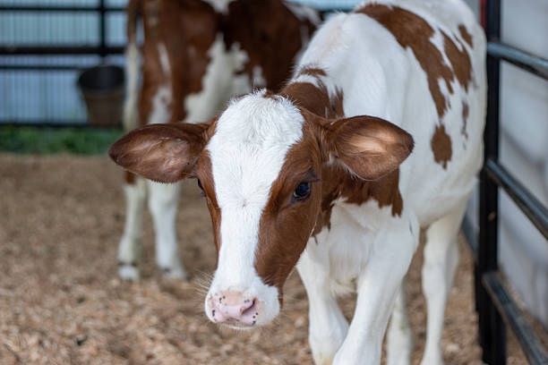 istock Young brown and white calf standing in a farm stable enclosure. 2210487794
