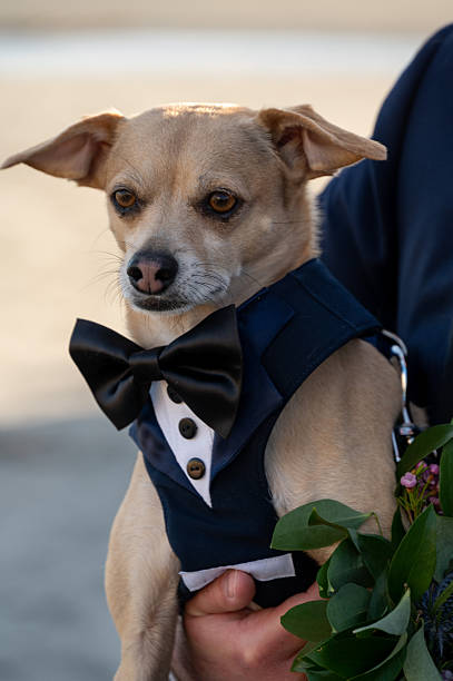 Small dog in a tuxedo being held at a formal wedding